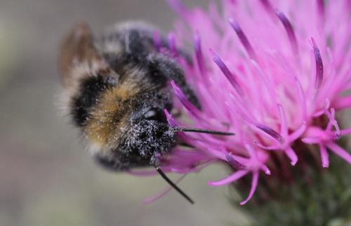 Réf. 296 503 : Bombus sp.